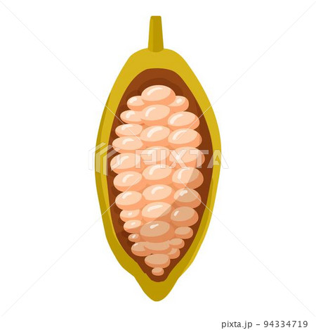 Raw cacao fruit icon cartoon vector. Chocolate plant. Tree powder 94334719