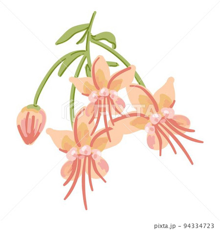 Flower cacao tree icon cartoon vector. Cocoa bean. Plant powder Flower cacao tree icon cartoon vector. Cocoa bean. Plant powder 94334723