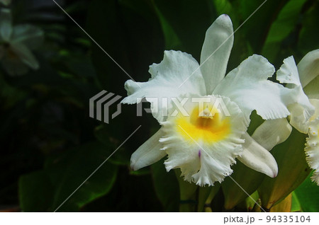 白い花 蘭(1月)カトレア47 白い花 蘭(1月)カトレア47 94335104
