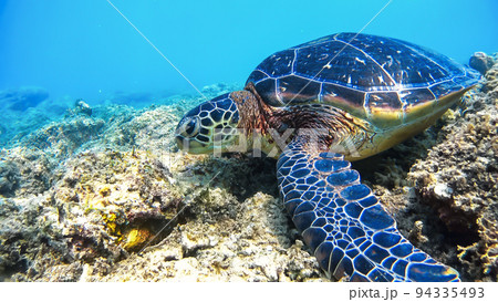 沖縄　阿嘉島のアオウミガメ 水中写真 94335493