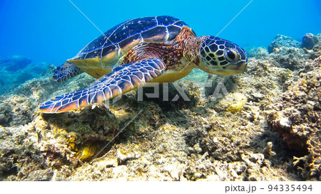 沖縄 阿嘉島のアオウミガメ 水中写真 沖縄 阿嘉島のアオウミガメ 水中写真 94335494
