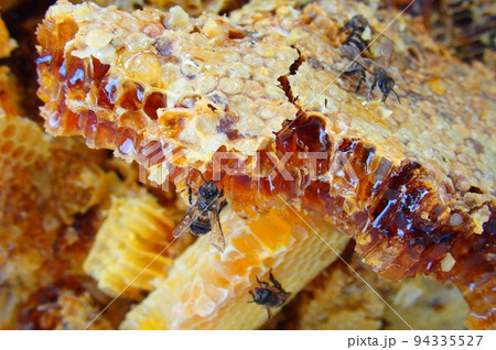 ニホンミツバチの巣〜断面 94335527