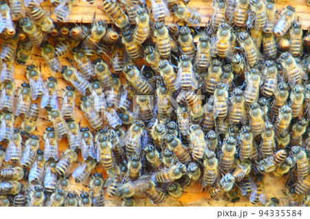 ニホンミツバチ〜養蜂場 ニホンミツバチ〜養蜂場 94335584