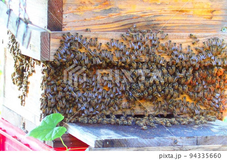 ニホンミツバチの養蜂場〜養蜂箱 ニホンミツバチの養蜂場〜養蜂箱 94335660