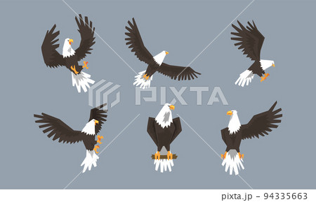 Eagle as Large Bird of Prey with Beak and Broad Black Wings in Different Pose Vector Set 94335663