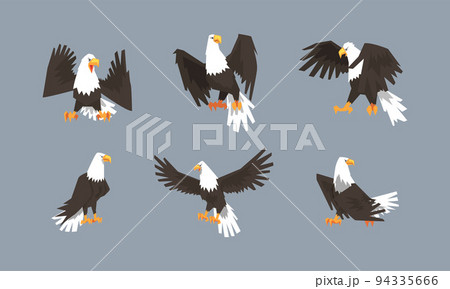 Eagle as Large Bird of Prey with Beak and Broad Black Wings in Different Pose Vector Set 94335666