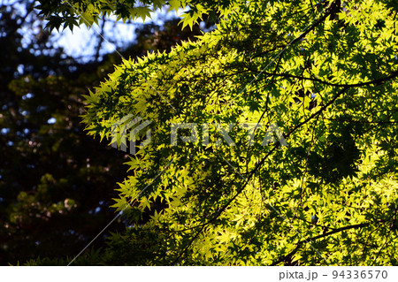 函館見晴公園・香雪園～園敷地内 94336570