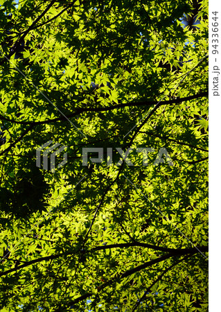 函館見晴公園・香雪園～園敷地内 94336644