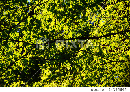 函館見晴公園・香雪園～園敷地内 94336645