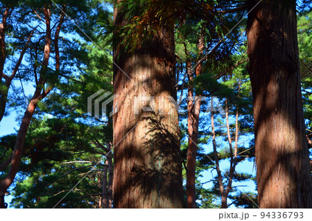 函館見晴公園・香雪園～園敷地内 94336793