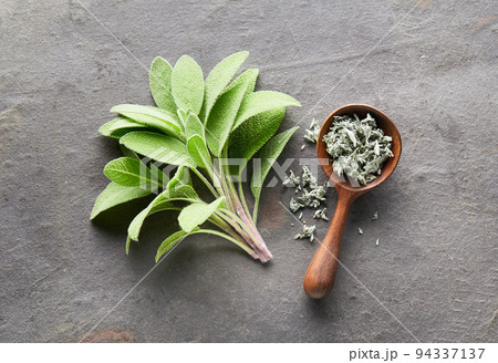 Sage plant on graphite background 94337137