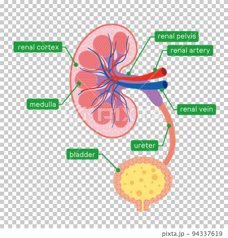 Cross-section of the kidney illustration for... - Stock Illustration ...