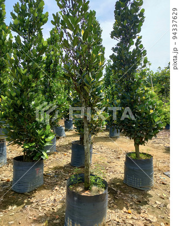 JOHOR, MALAYSIA -MAY 4, 2022: Tropical plants are grown in a plant nursery. The large size of the nursery can accommodate a large number of plants. Sorted by species and grade. JOHOR, MALAYSIA -MAY 4, 2022: Tropical plants are grown in a plant nursery. The large size of the nursery can accommodate a large number of plants. Sorted by species and grade. 94337629