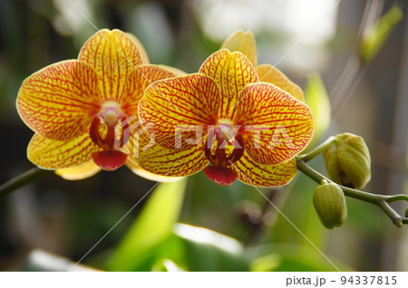 鮮やかな黄色の胡蝶蘭　蘭(2月)ファレノプシス(胡蝶蘭)47 94337815