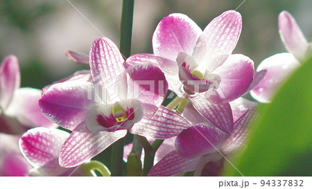 ピンク色の花が咲いています 蘭(3月)デンドロビウム03H16.9 ピンク色の花が咲いています 蘭(3月)デンドロビウム03H16.9 94337832