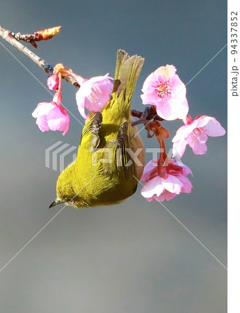 河津桜とメジロ 河津桜とメジロ 94337852