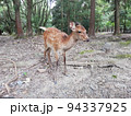 シカ 94337925