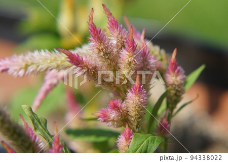 秋の花ケイト。 94338022