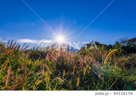 （静岡県）朝霧高原猪之頭のチカラシバとダイヤモンド富士 94338159