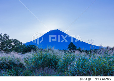 (静岡県)朝霧高原猪之頭のチカラシバとダイヤモンド富士・直前 (静岡県)朝霧高原猪之頭のチカラシバとダイヤモンド富士・直前 94338205