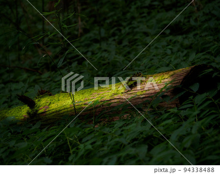 倒木に苔 94338488