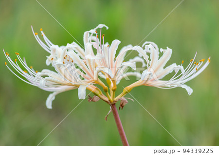 彼岸花 白 彼岸花 白 94339225