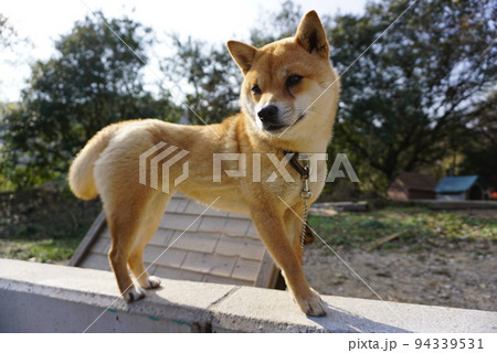 芝犬 94339531