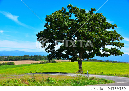 美瑛町 セブンスターの木 9月撮影 美瑛町 セブンスターの木 9月撮影 94339589