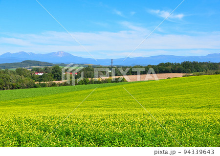 美瑛町 キガラシ花畑 9月撮影 美瑛町 キガラシ花畑 9月撮影 94339643