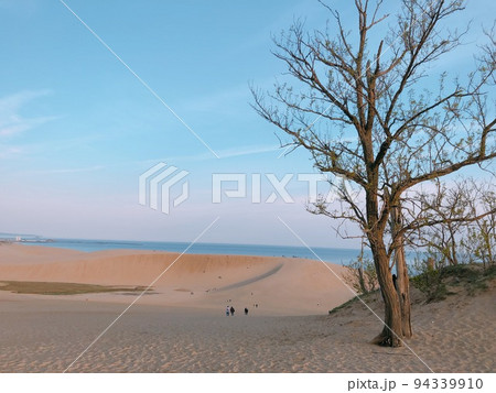 砂と木の写真素材 [94339910] - PIXTA