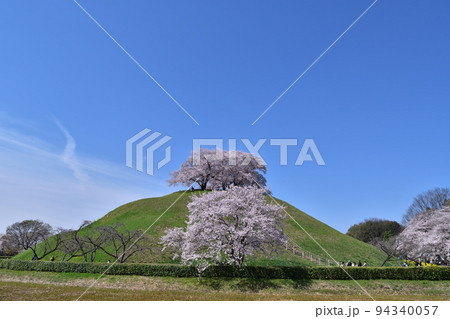 さきたま古墳群・丸墓山古墳の桜 さきたま古墳群・丸墓山古墳の桜 94340057