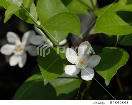 純白のセイロンライティア 94340343