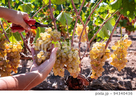 Vermentino grape harvest. Manual harvesting of grapes. Agriculture. Vermentino grape harvest. Manual harvesting of grapes. Agriculture. 94340436