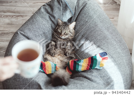 Tea was brought to a funny cat in colored socks lying on an armchair. Funny cat wearing socks. 94340442