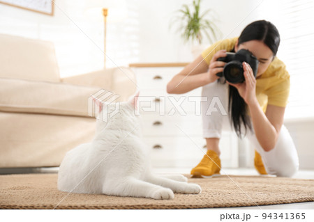 Professional animal photographer taking picture of beautiful white cat indoors Professional animal photographer taking picture of beautiful white cat indoors 94341365