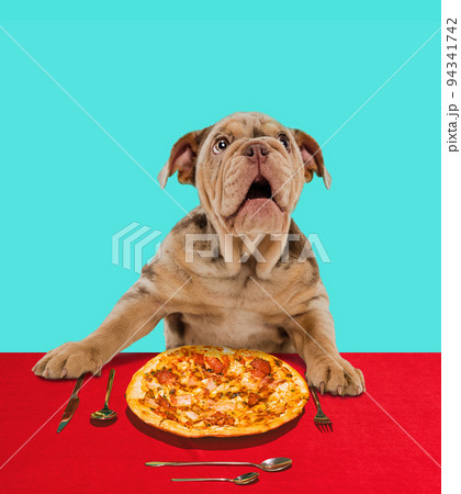Cute Merle French Bulldog sitting at the table and eating pizza. Italian food lover Cute Merle French Bulldog sitting at the table and eating pizza. Italian food lover 94341742