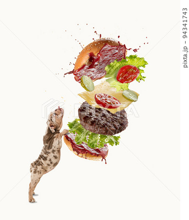 Cute Merle French Bulldog standing with tongue sticking out, eating delicious burger over white background 94341743