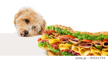 Playful puppy, little Maltipoo dog trying to reach delicious, yummy sandwich with ham, cheese and lettuce over white background Playful puppy, little Maltipoo dog trying to reach delicious, yummy sandwich with ham, cheese and lettuce over white background 94341744