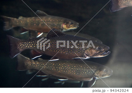 brook trout underwater salvelinus frontinalis fresh water fish 94342024