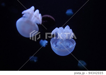 blue blubber jelly jellyfish underwater 94342035