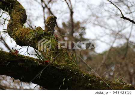 ノキシノブ ノキシノブ 94342316