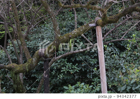 古い梅の木 94342377