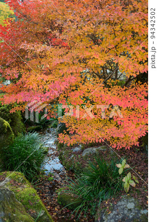 京都 秋の三室戸寺の美しい紅葉 京都 秋の三室戸寺の美しい紅葉 94342502