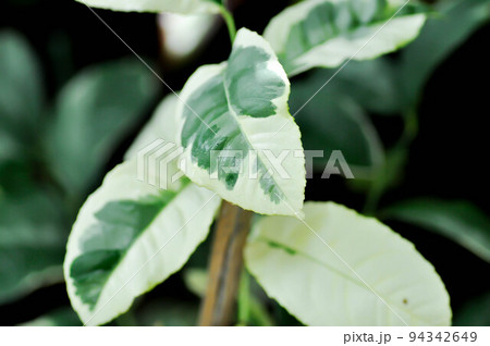 eureka pink variegated or lime plant or lemon tree or variegated lemon or citrus limon foliis variegatis or lemon variegated 94342649