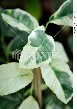 eureka pink variegated or lime plant or lemon tree or variegated lemon or citrus limon foliis variegatis or lemon variegated eureka pink variegated or lime plant or lemon tree or variegated lemon or citrus limon foliis variegatis or lemon variegated 94342650