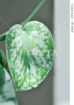 Satin Pothos, Silver hilodendron or Scindapsus pictus Hassk or Argyreus 94342651
