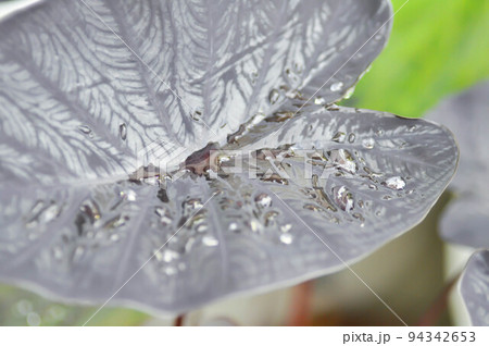 colocasia black ripple , Colocasia or black Colocasia plant and Colocasia esculenta or colocasia black coral colocasia black ripple , Colocasia or black Colocasia plant and Colocasia esculenta or colocasia black coral 94342653