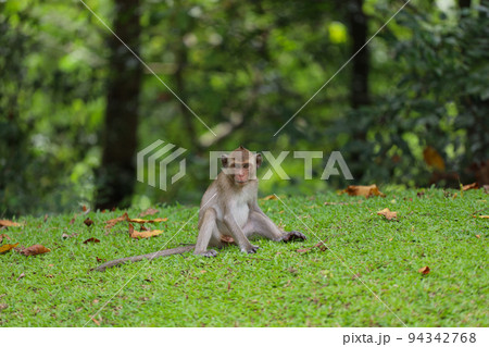 The baby Monkey is sitdown on grass garden in front of forest 94342768
