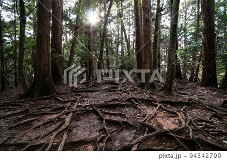 京都の鞍馬山にある木の根道 京都の鞍馬山にある木の根道 94342790