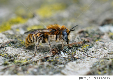 Closeup on a colorful blue-eyed and hairy male Tufted small mason bee, Hoplitis cristatula, sitting on he ground Closeup on a colorful blue-eyed and hairy male Tufted small mason bee, Hoplitis cristatula, sitting on he ground 94342845